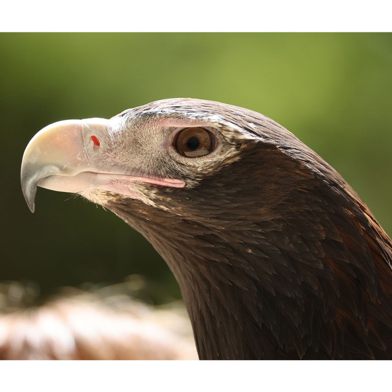 CANON RF 200-800 mm f/6,3-9 IS USM