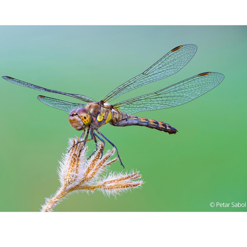 Sony FE 100 mm f/2.8 Macro GM OSS | Objectif macro plein format