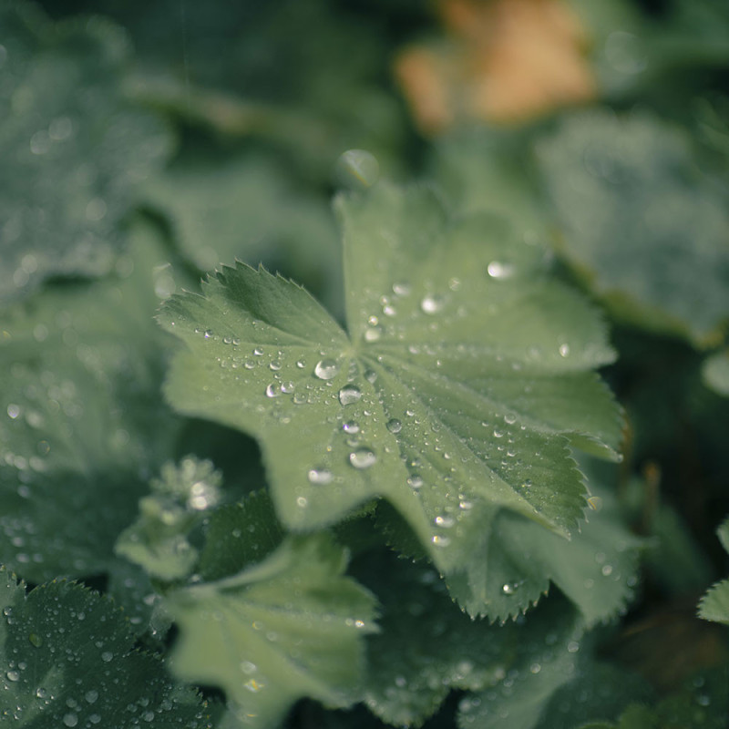 CANON RF 45 mm f/1,2 STM