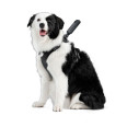 INSTA360 PET HARNESS MOUNT TAILLE L POUR GO