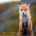 SONY FE 400 mm f/4,5 G Master OSS