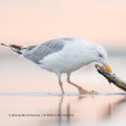 SONY FE 600 mm f/6,3 G Master OSS