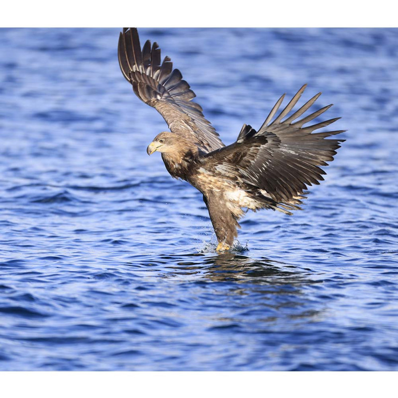 CANON RF 600 mm f/4 L IS USM